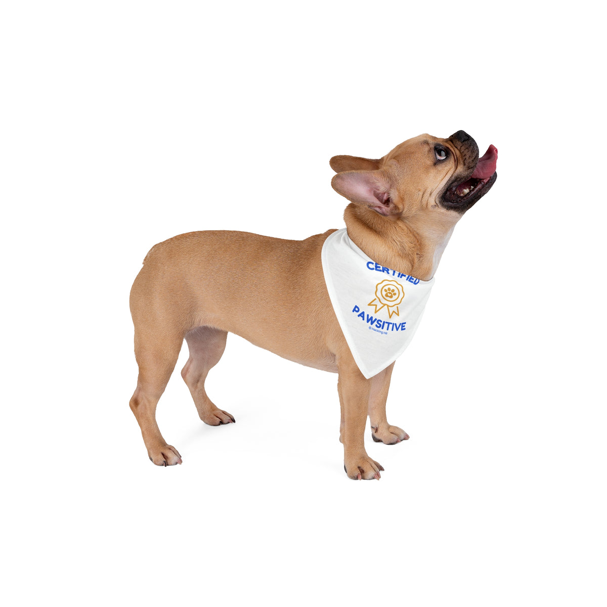 Certified Pawsitive Pet Bandana – Cute Paw Badge Dog & Cat Scarf